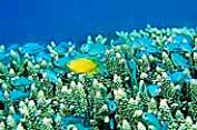 australia yacht charter