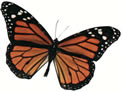 buterfly