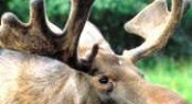 Moose