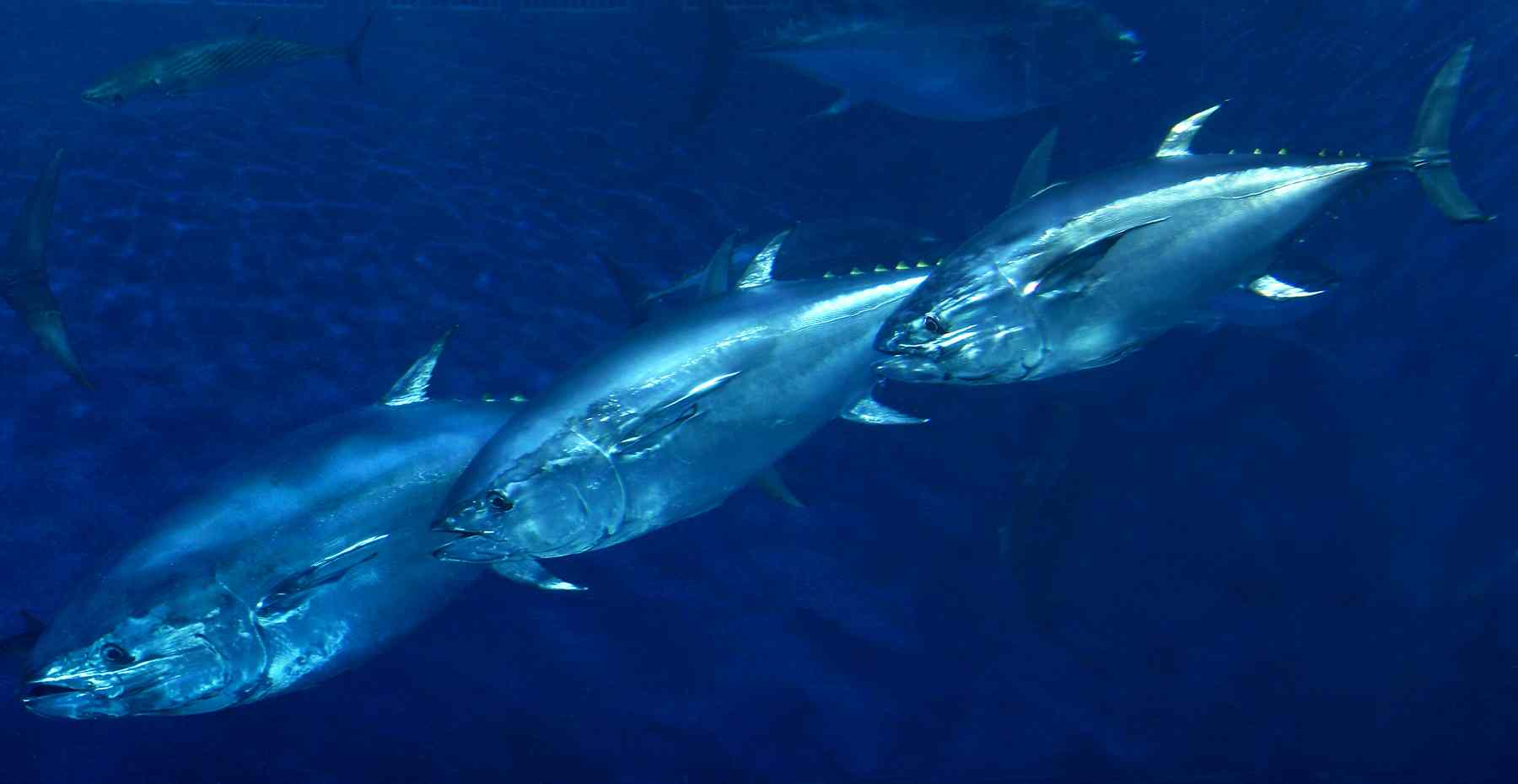 BLUEFIN TUNA - Oceana launches expedition to assess long-term effects ...