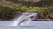 A whale and her calf enjoyed the superyacht race at Audi Hamilton Island Race on Sunday 22 August 2010 - Photo Credit to Andrea Francolini A whale and her calf enjoyed the superyacht race at Audi Hamilton Island Race on Sunday 22 August 2010 - Photo Credit to Andrea Francolini