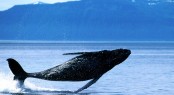 Breaching Humpback Whale - Patagonia teeming with wildlife including sea lions, elephant seals, southern right whales, dolphins, Magellanic penguins and even the occasional orca.