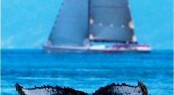 Whale with Sailing yacht Wild Oats XI in the background at the Audi Hamilton Island Race Week 2010 - Photo Credit Andreay Francolini