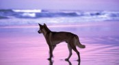 Fraser Island, dingo on beach Fraser Island, dingo on beach