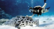 Lizard Island scuba diving with cod Lizard Island scuba diving with cod