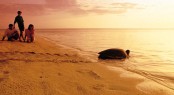 Turtle on beach Turtle on beach