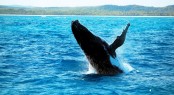 Whale watching on the Fraser Coast Whale watching on the Fraser Coast