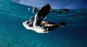 French Polynesia Baby Turtle - Photo courtesy of National Geographic