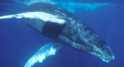 Luxury Catamaran Necker Belle offers Humpback Whale Watching Charters - Photo courtesy of Tom Conlin of Aquatic Adventures 