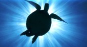 Queensland Has Many World Class Yacht Charter Destinations and many turtles &acirc;�� Image courtesy of SuperYachts Queensland