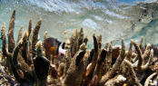 Nagigia Reef Fiji - Photo by Ming Nomchong and Luke Henkel