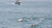 Dolphin watching on a local cruise