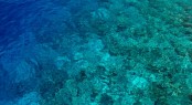 Dusit Thani Maldives area snorkeling