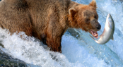 Brown Bear Alaska Brown Bear Alaska