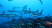 Tahiti - Photo credit R Holler - courtesy of Tahiti Private Expeditions