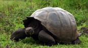 Tortoise by Don Audette of Sterling Heights, MI, USA - Image credit Galapagos.com