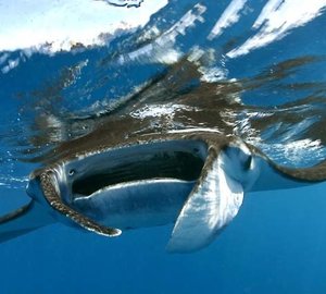 The 21m Yacht HIGH ASPECT