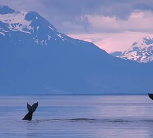 Charter Safari Explorer In Alaska