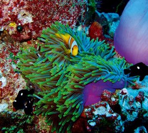 Yacht Charter Location  