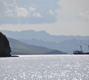 Tiger Blue In Indonesia