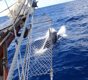 Bonnie Lynn - sailing with orca