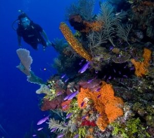 Catamaran DORIS -  Diving in Belize