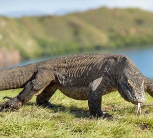Nyaman - Komodo Dragon