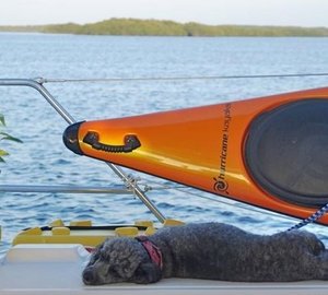 PARADIGM SHIFT - Pet dog Tabasco