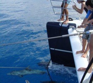 Sabore - Cruising with Dolphins