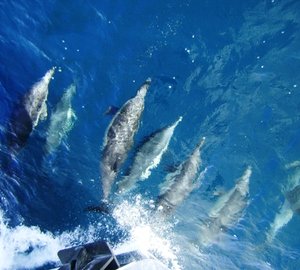 Yacht BESAME - Dolphins on the Bow