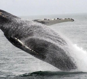 Yacht REFLECTIONS -  Breaching Whale