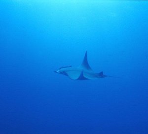 Manta ray