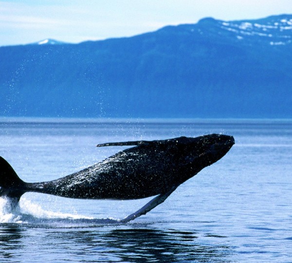 Breaching Humpback Whale - Patagonia teeming with wildlife including sea lions, elephant seals, southern right whales, dolphins, Magellanic penguins and even the occasional orca.
