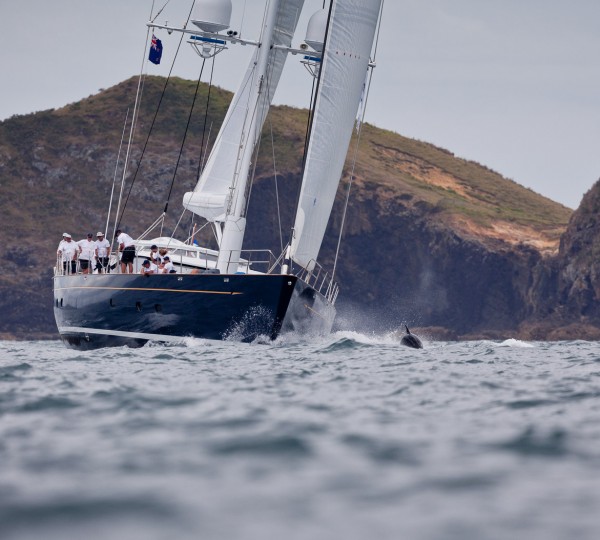 Dolphins race alongside Janice of Wyoming Yacht - Photo by Jeff Brown