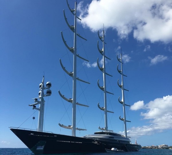 Maltese Falcon