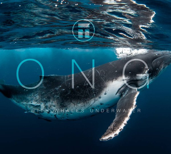 Tonga Whales