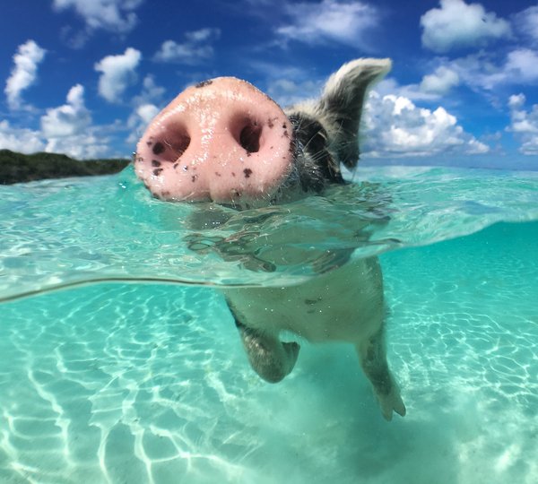 Exumas Swimming Pig On Big Majors Cay In The Bahamas