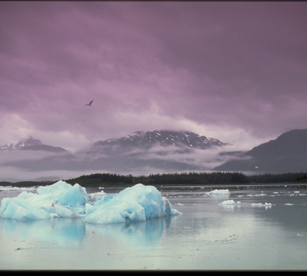 Glacier Bay National Park And Preserve - Misty Purple Glacial Waters - Columbia Glacier Bay-  Credit To  State Of Alaska_Robin Hood