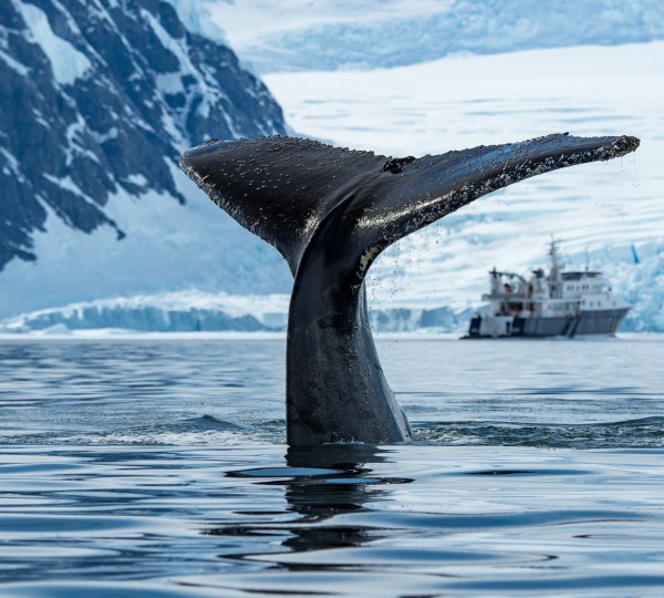 Antarctica Peninsula ©JustinHofmanEYOS©