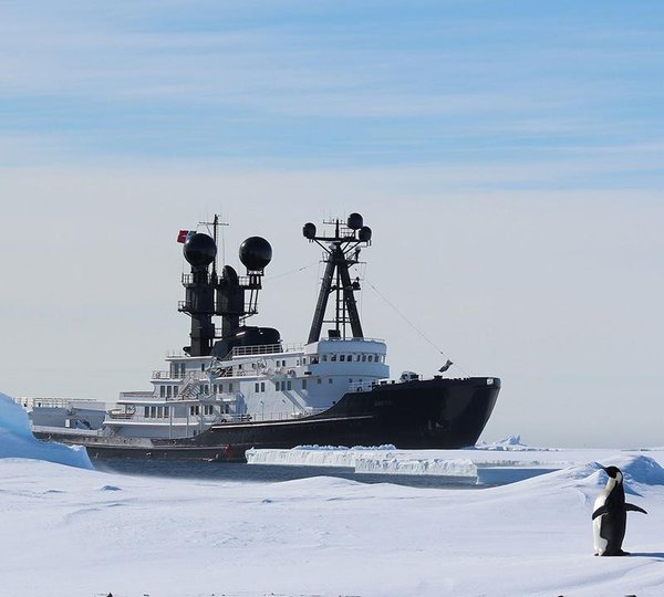 Arctic P In Antarctica