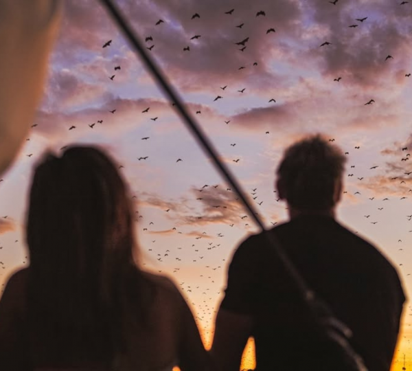 Beautiful Birds In SKY