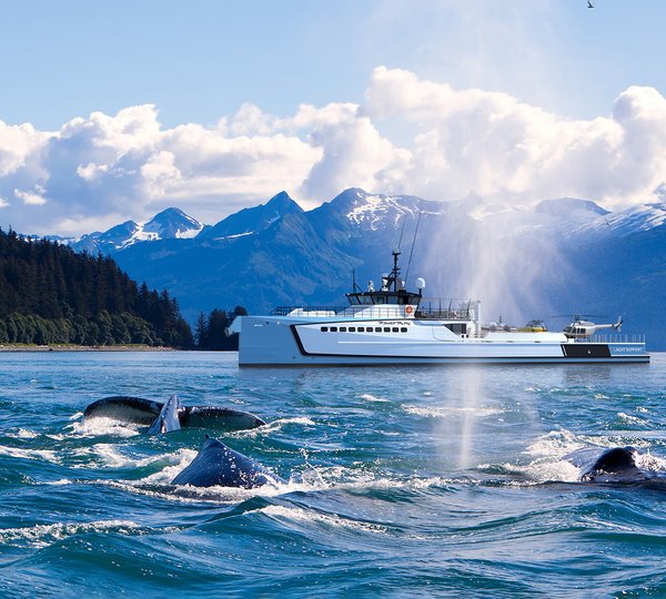 DAMEN POWER PLAY Whales