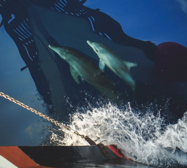 Dolphins