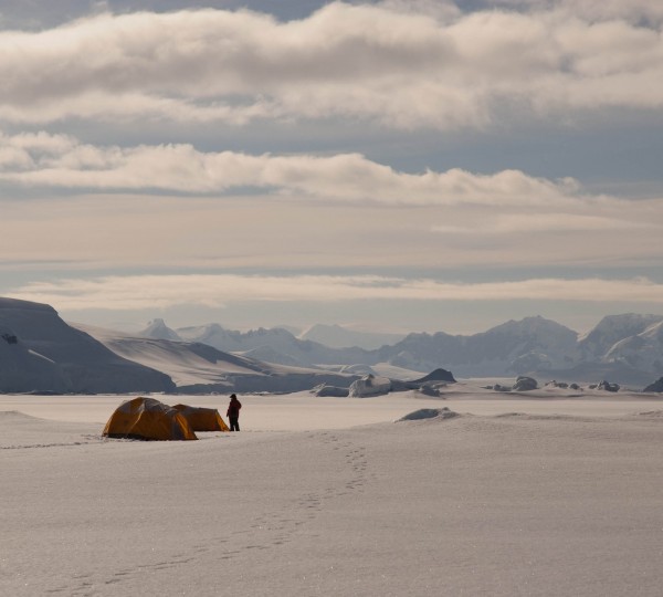 Fox Antarctica Tim Soper