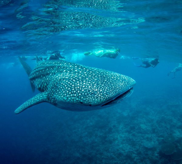 Marine Life In The Maldives
