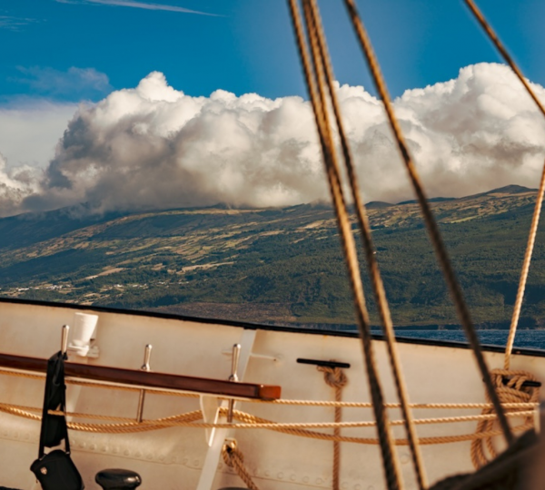 Opendeck Nature View