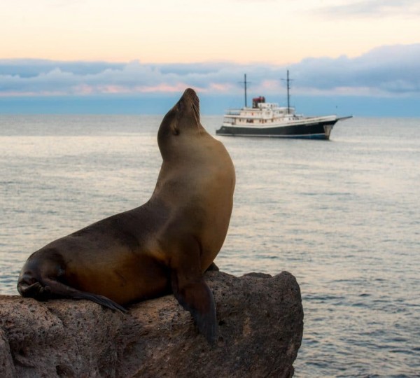Sea Lion