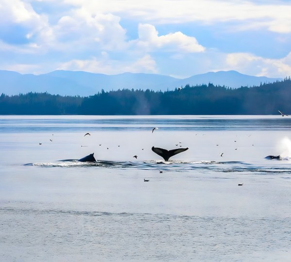 Shana Super Yacht Whales 4