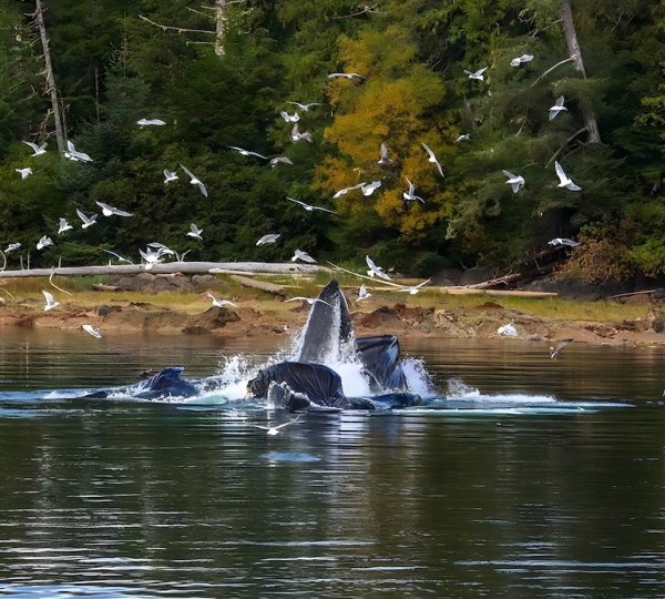 Shana Super Yacht Whales