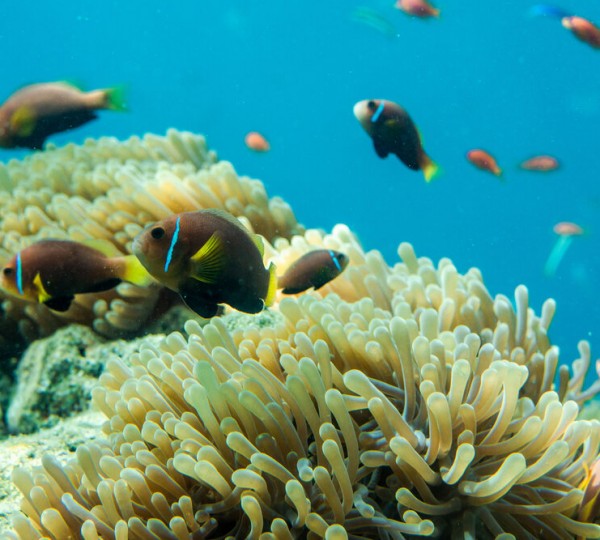 Snorkelling Experience